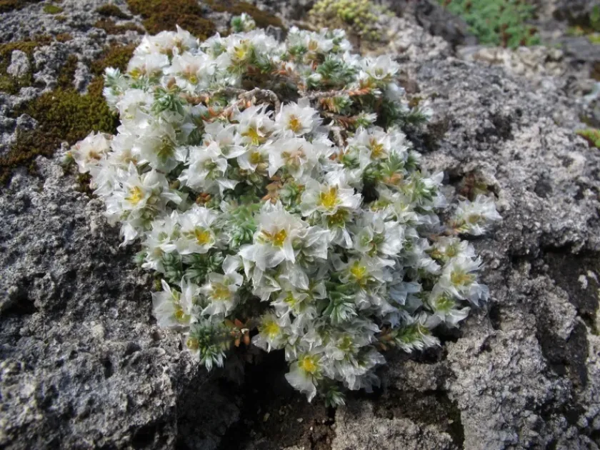 Albanian whitlow-wort