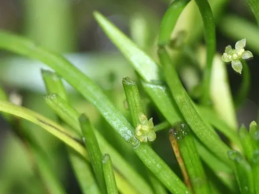 Lilaeopsis minor