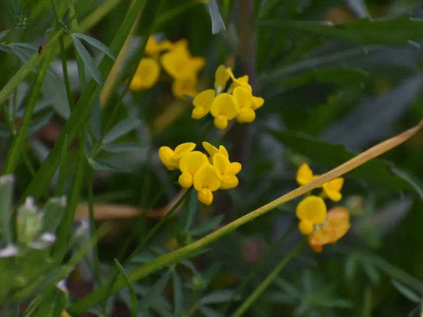 Bird's-foot trefoil