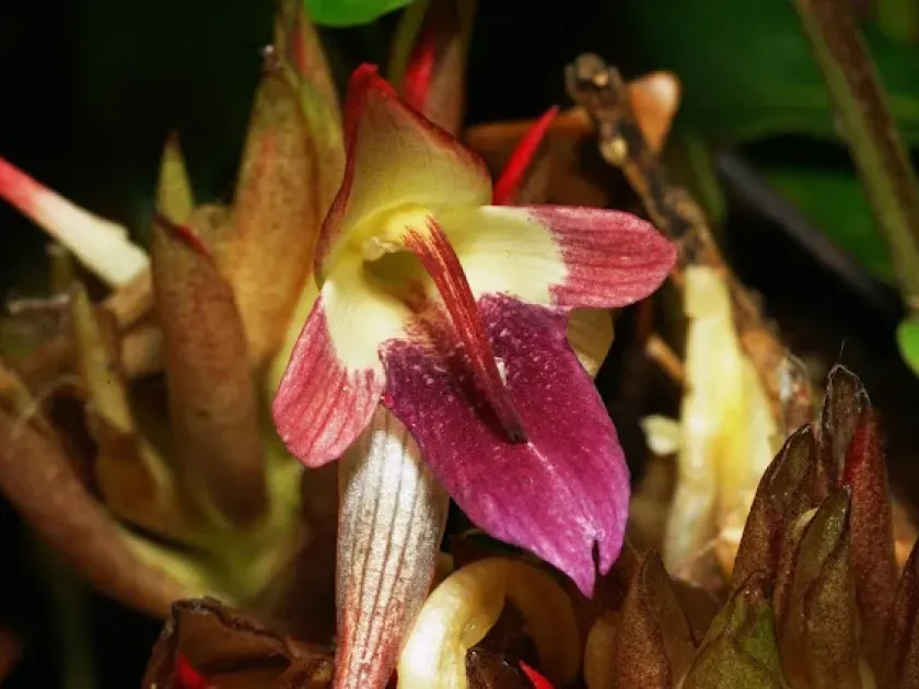 Zingiber striolatum