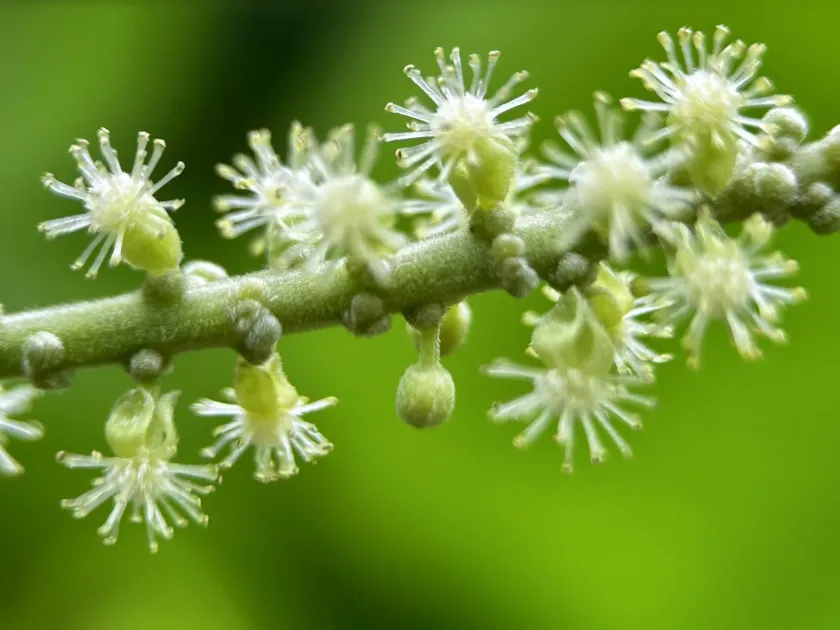 Claoxylon indicum