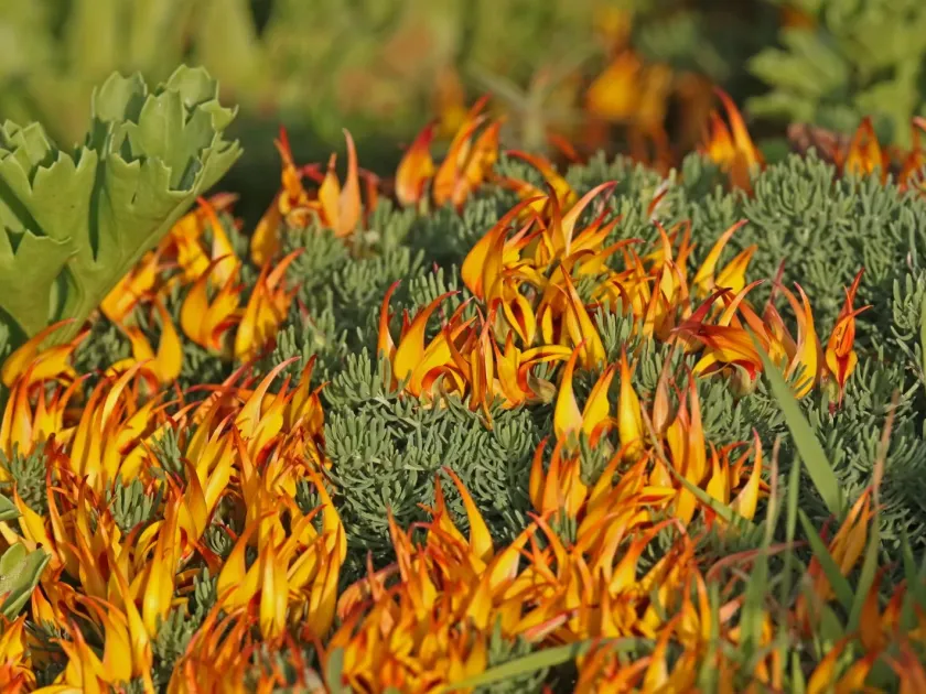 Lotus maculatus