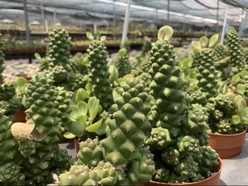 Euphorbia ritchiei