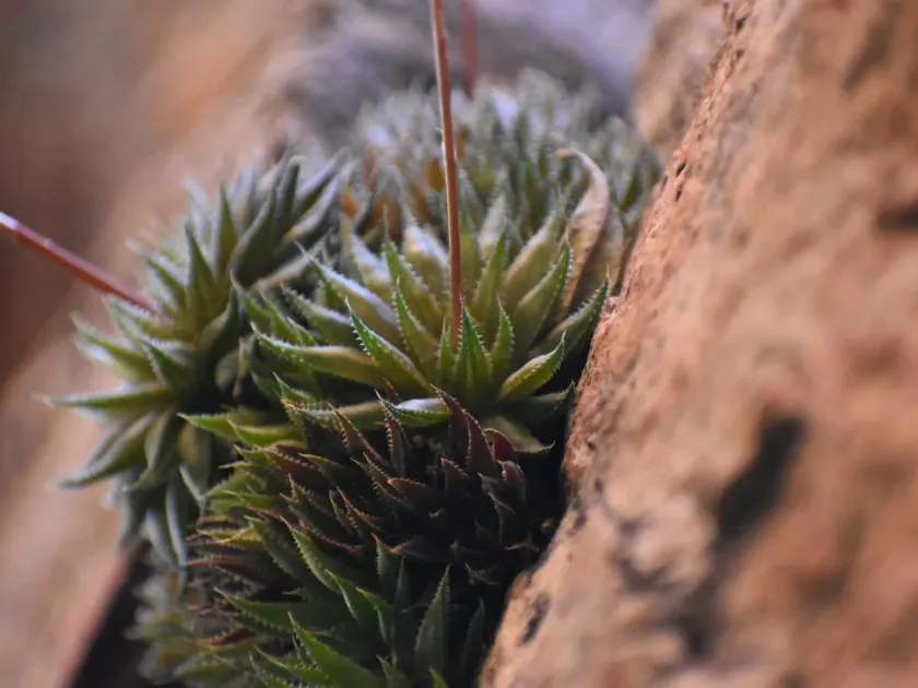 Haworthia vlokii