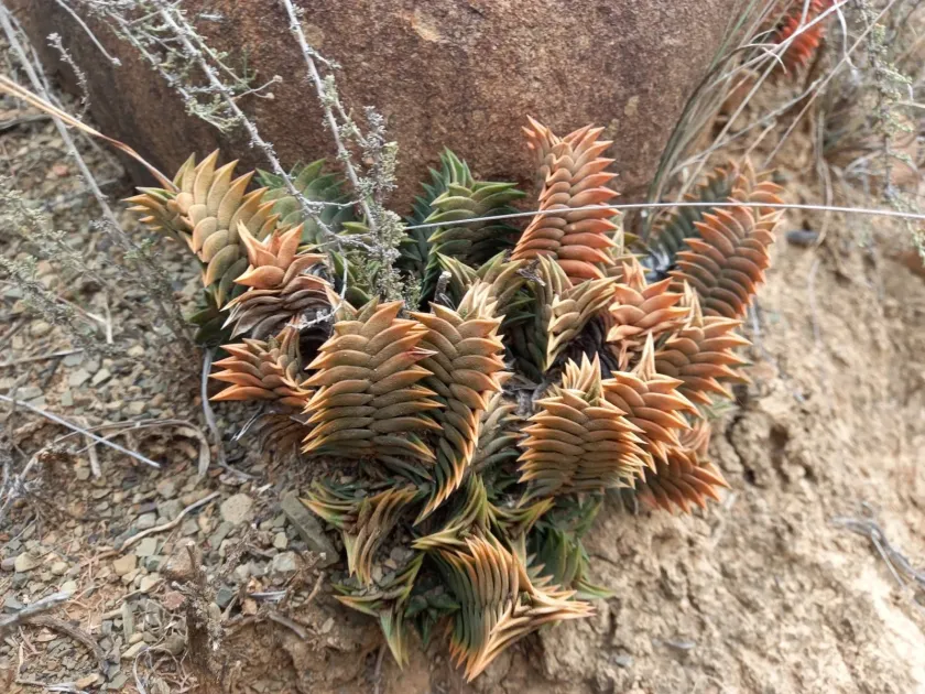 Haworthiopsis viscosa