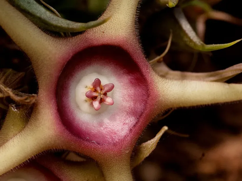 Huernia verekeri