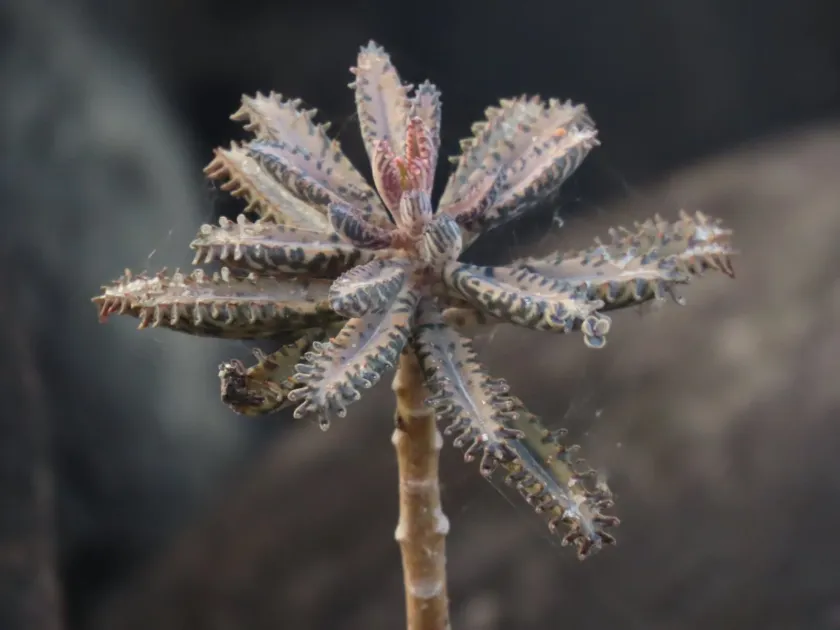 Houghton's Kalanchoe