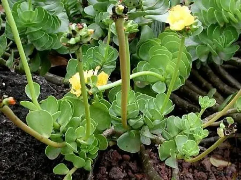 Portulaca molokiniensis