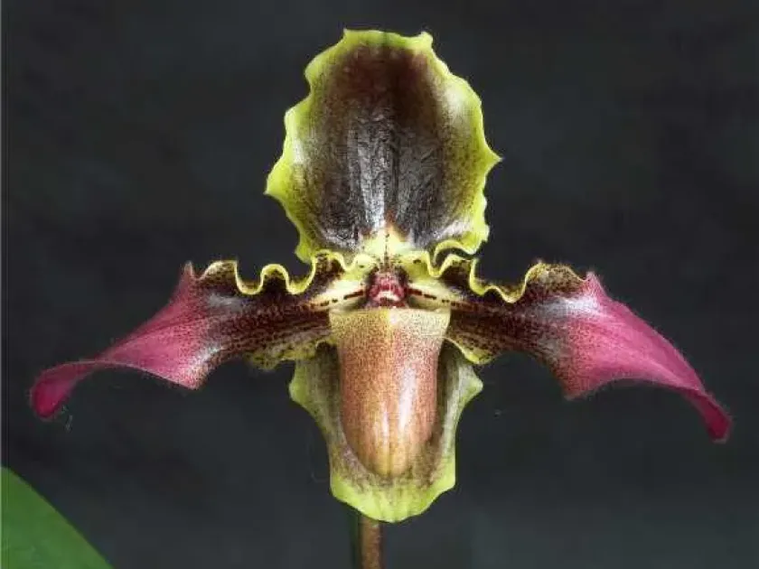 Paphiopedilum hirsutissimum