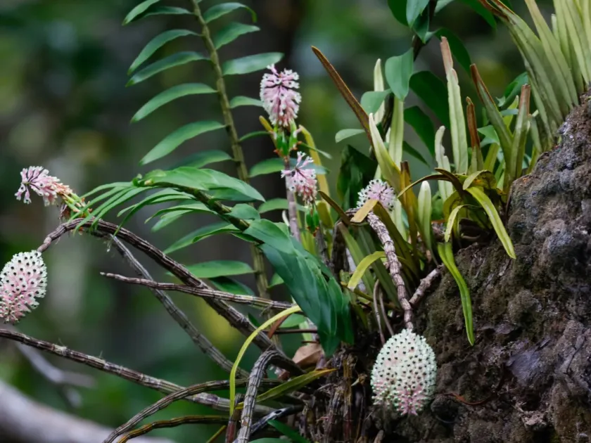Dendrobium smillieae