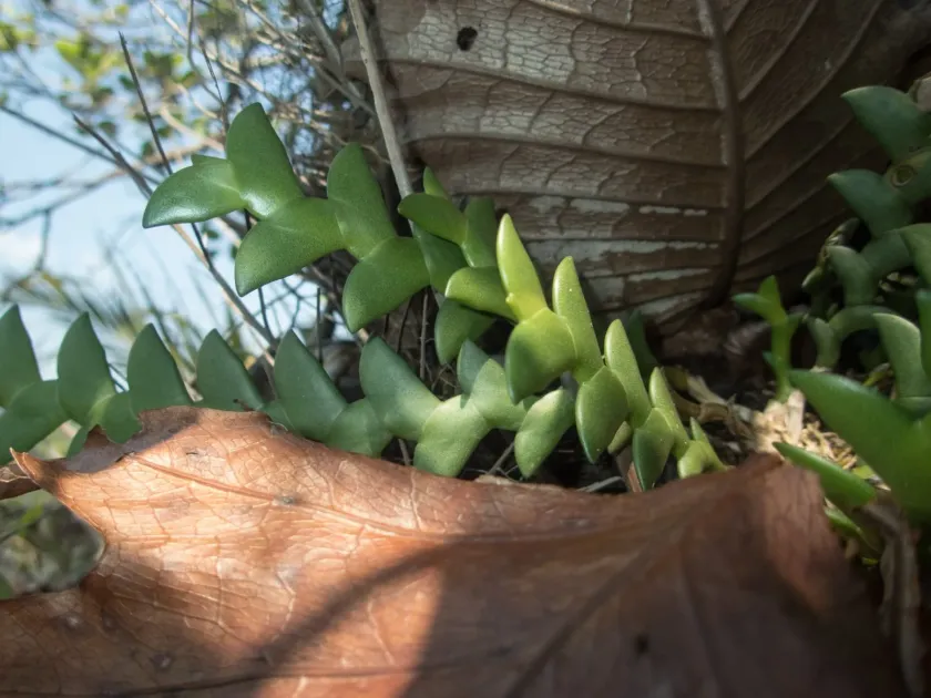 Dendrobium leonis