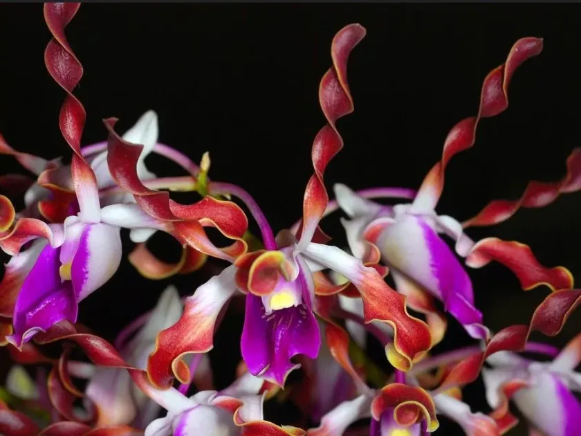 Dendrobium lasianthera