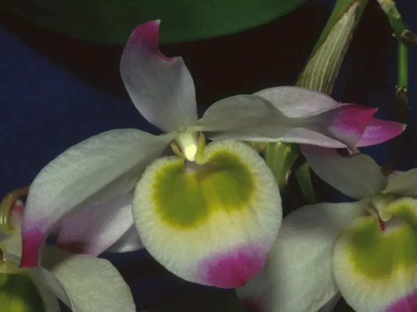 Dendrobium findlayanum