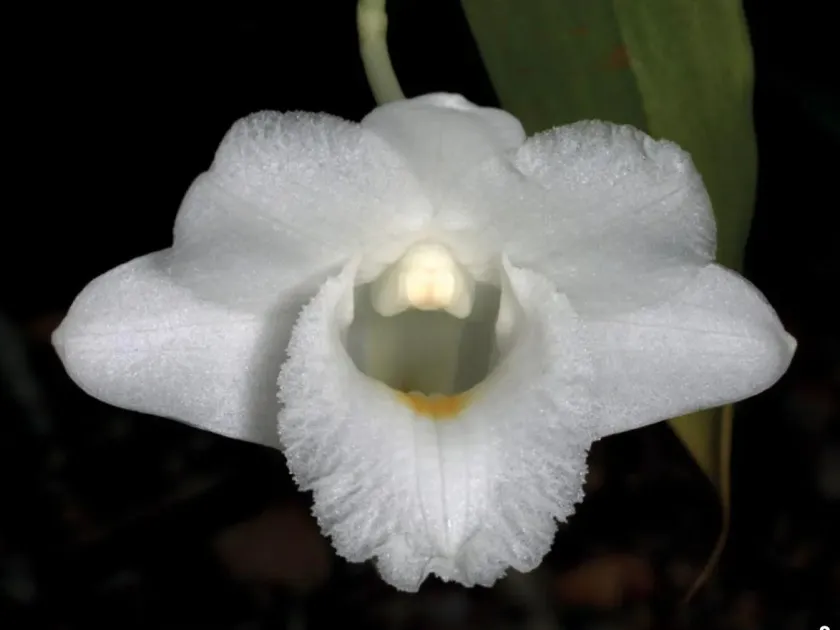 Dendrobium derryi