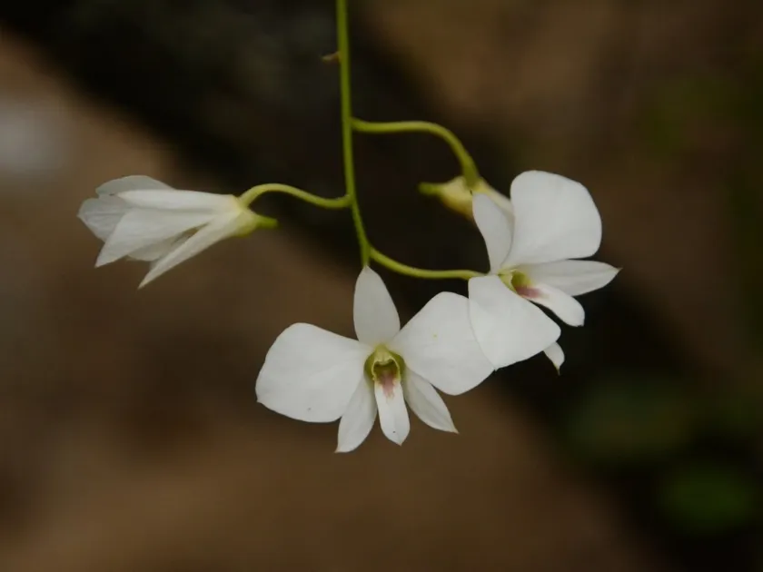 Dendrobium affine