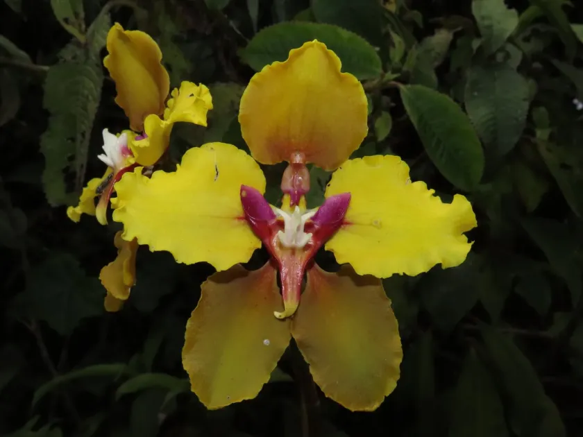 Cyrtochilum macranthum