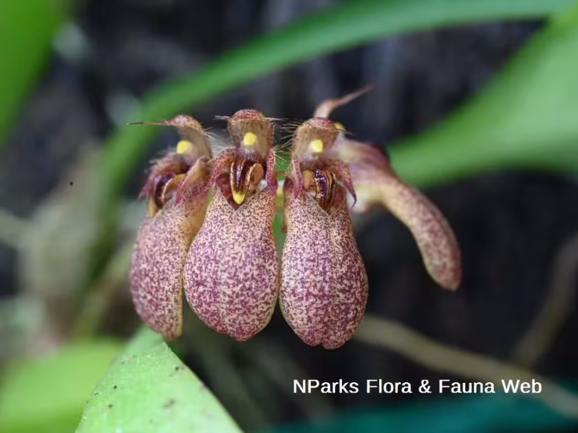 Bulbophyllum trigonopus
