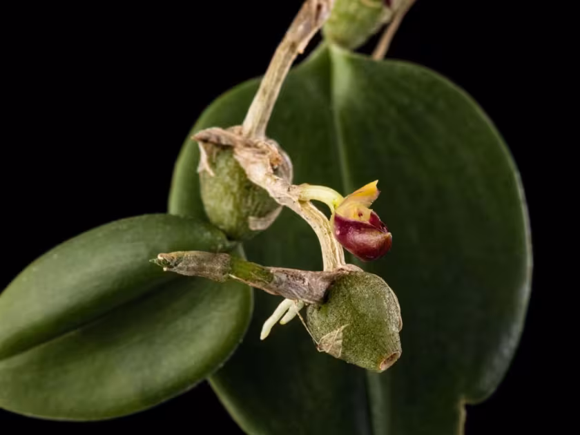 Bulbophyllum membranaceum