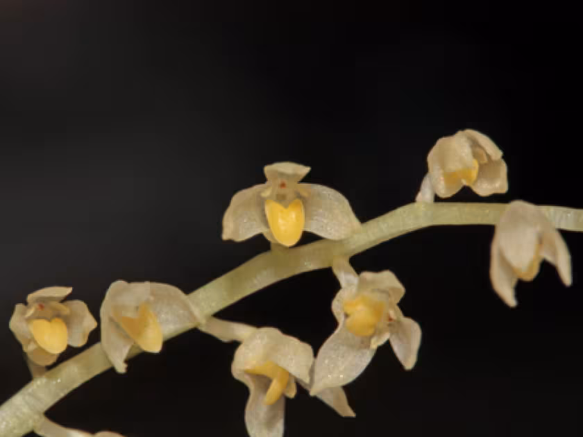 Bulbophyllum apodum