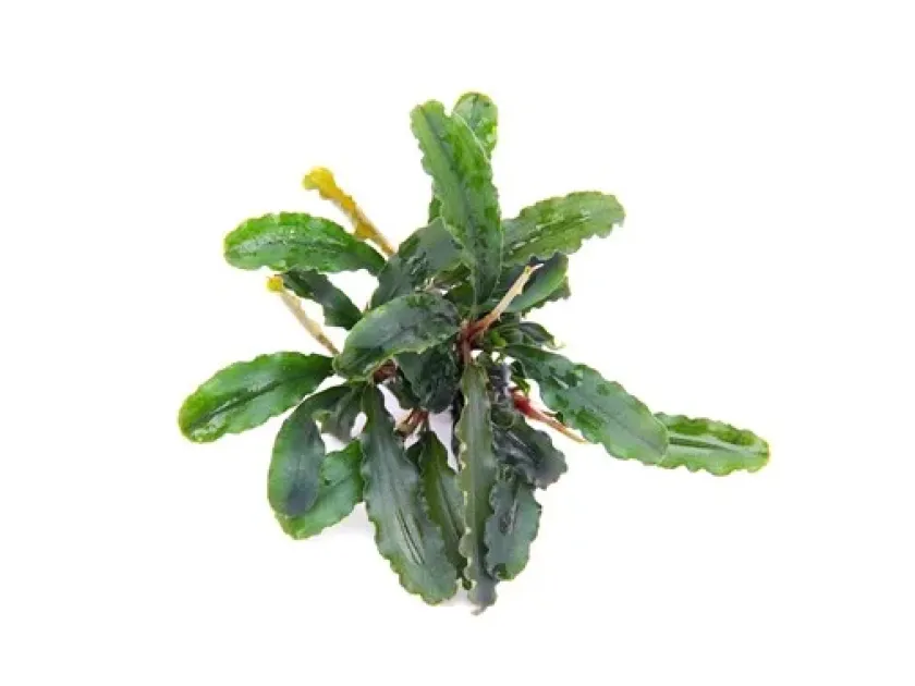 Bucephalandra pygmaea