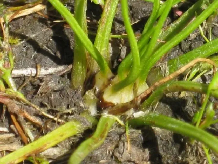 Drummond's quillwort
