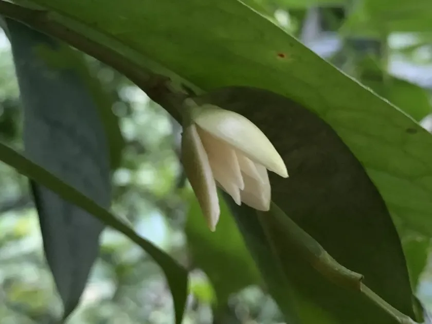 Anaxagorea javanica
