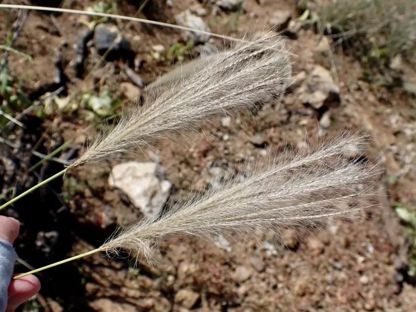 Leptochloa crinita