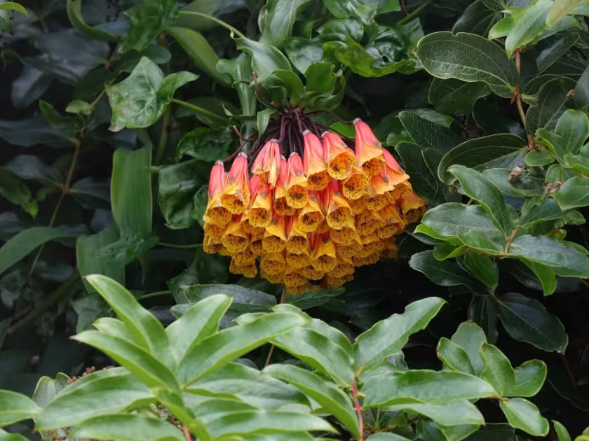 Bomarea multiflora