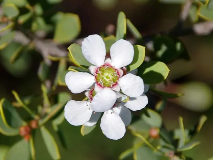 Coastal tea tree