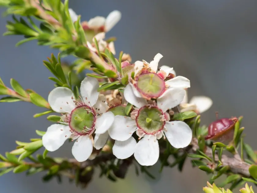 Lemon-scented tea tree