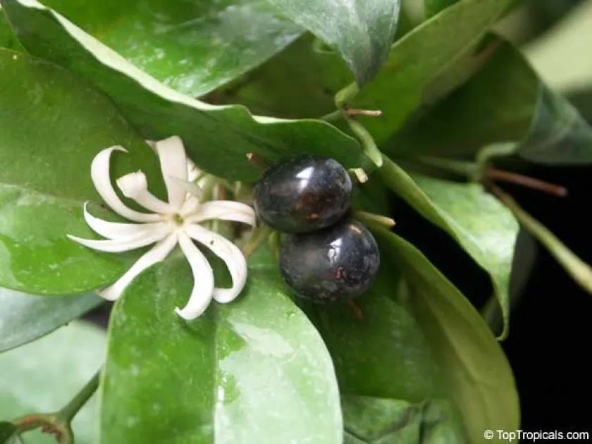 Jasminum adenophyllum