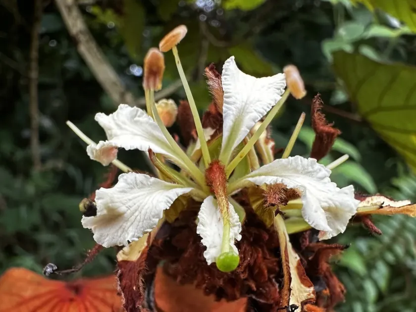 Phanera aureifolia