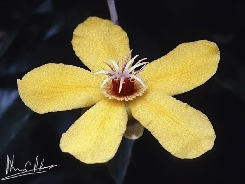 Derris cuneifolia