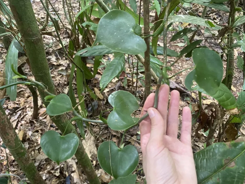 Philodendron grazielae