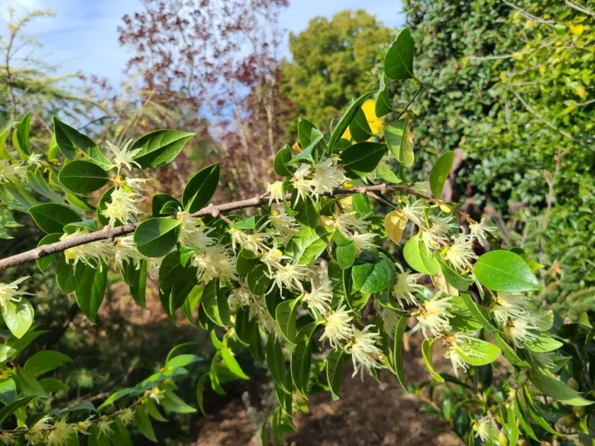 Chimonanthus zhejiangensis