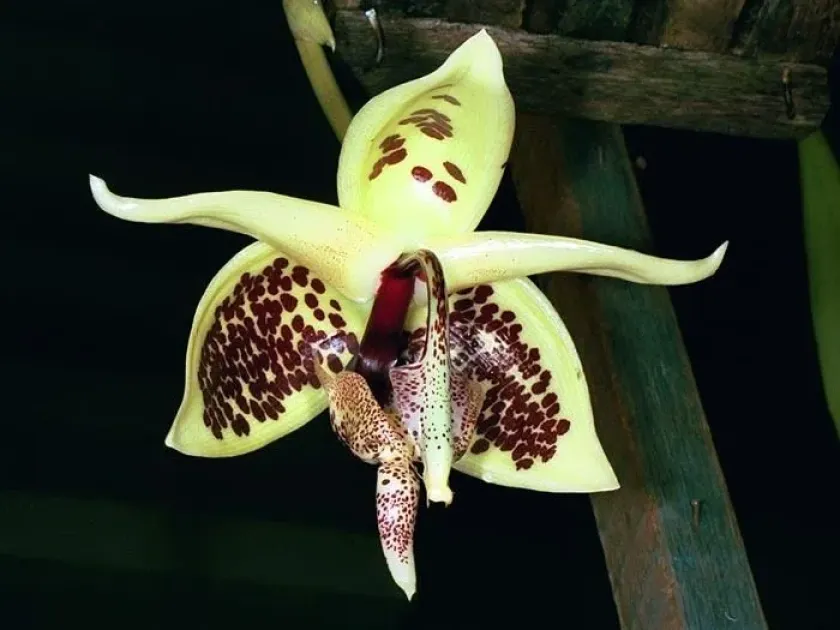 Embreea herrenhusana