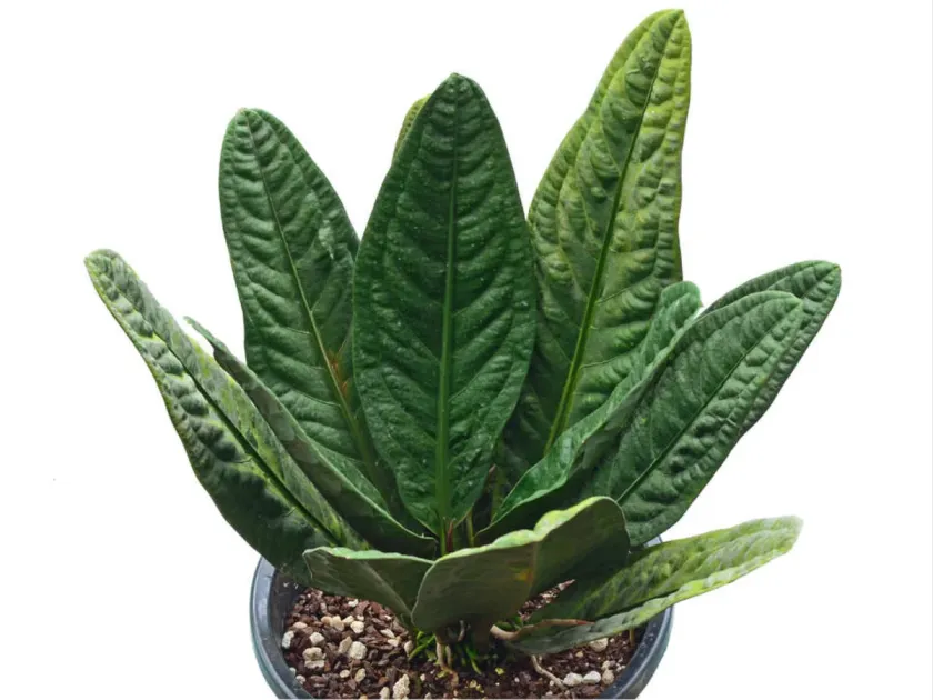 Anthurium superbum
