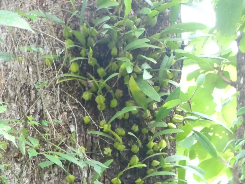 Bulbophyllum sterile