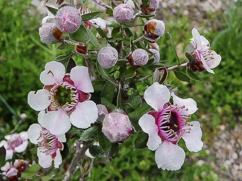 Leptospermum (L. scoparium x L. macrocarpum hybrid)
