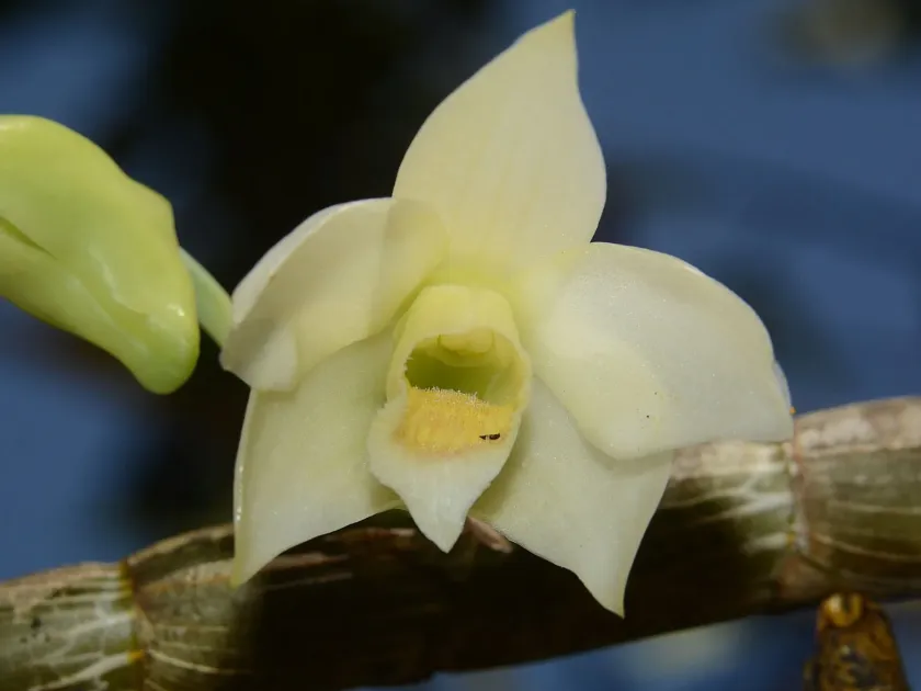 Dendrobium aqueum