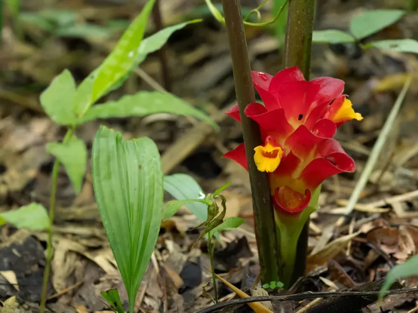 Curcuma rubrobracteata