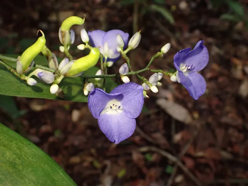 Dichorisandra penduliflora