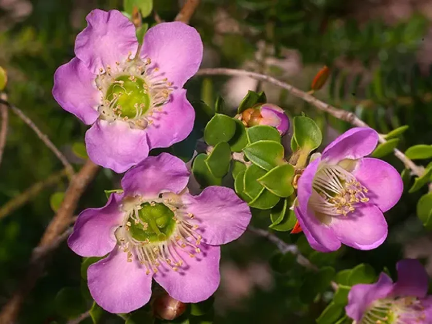 Leptospermum scoparium and Leptospermum rotundifolium hybrids