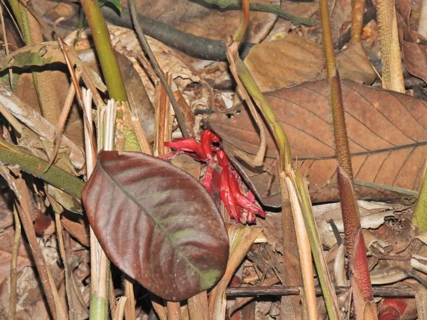 Hornstedtia scyphifera