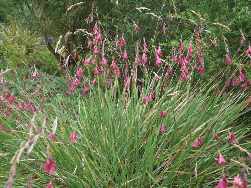 Dierama erectum