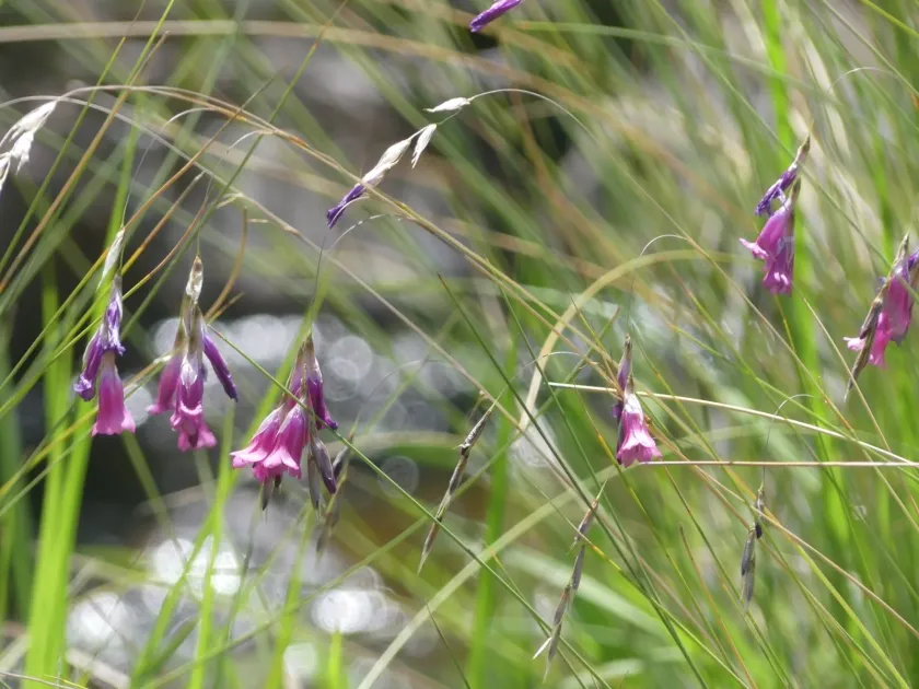 Dierama mossii