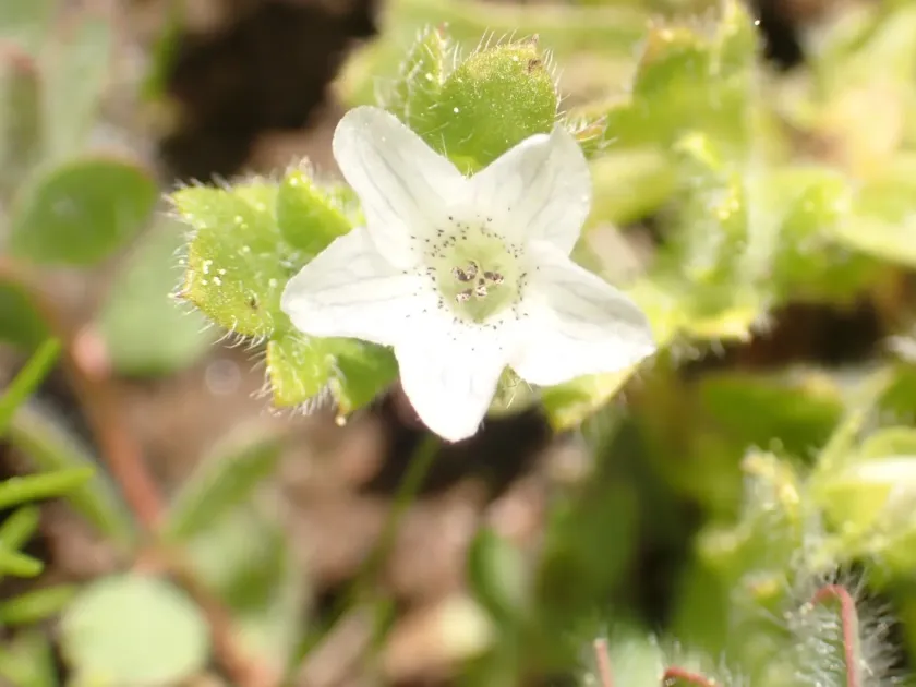 Nemophila spatulata