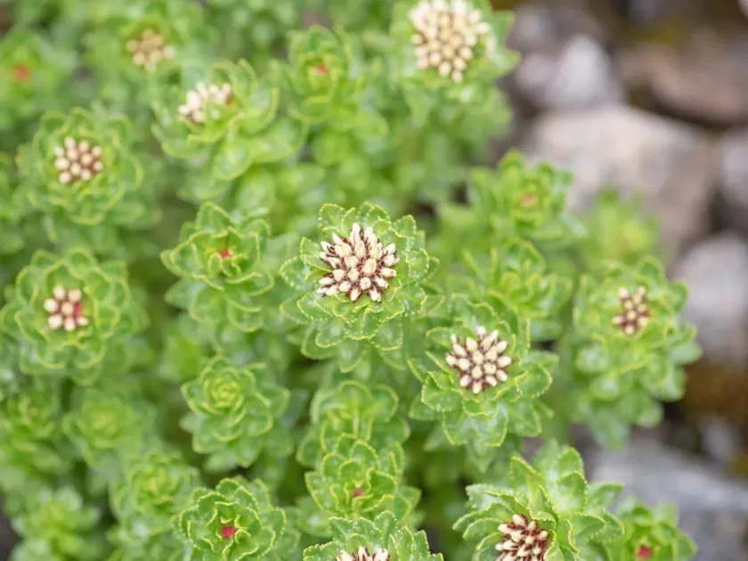 Rhodiola crenulata