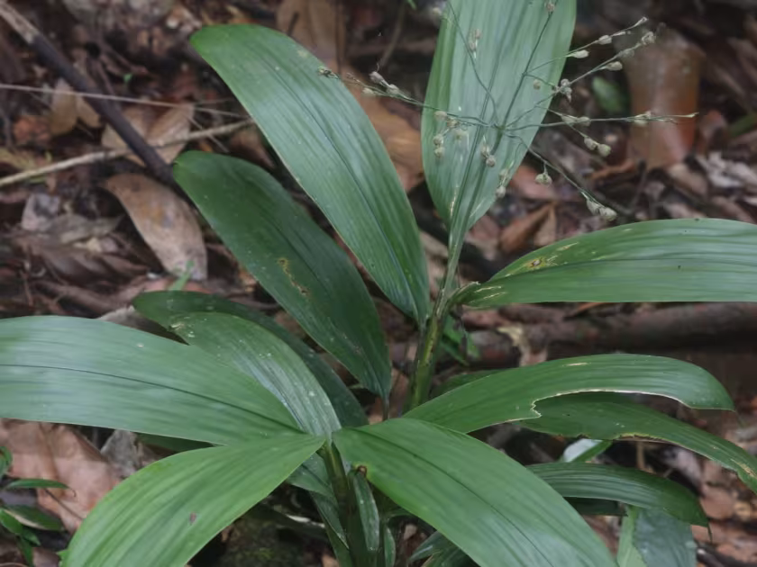 Leptaspis urceolata