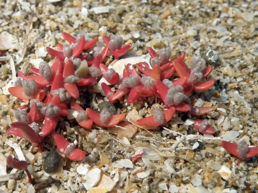 Bassia pilosa